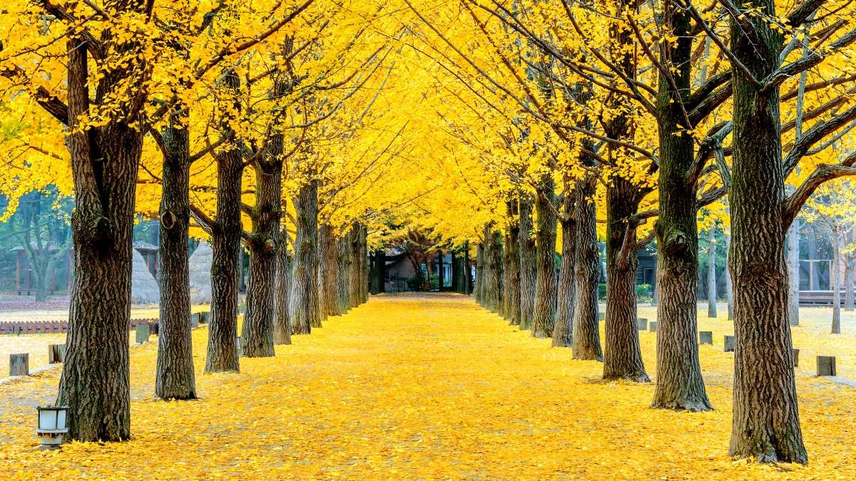 Ginkgo Biloba – An Ancient Treasure for Health