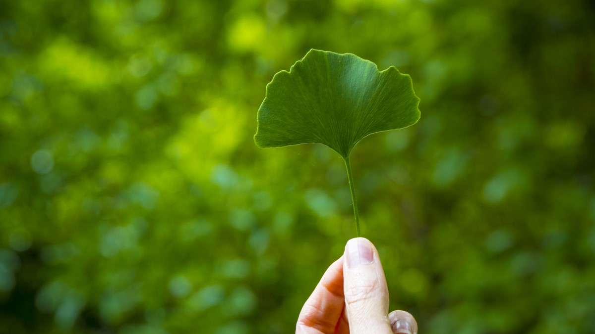 Is Ginkgo Biloba Safe? The Truth Revealed